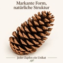 Maritima Zapfen 10-14 cm, 1 Stück, Pinus pinaster, naturbelassen – Detail