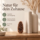 Maritima Zapfen 10-14 cm, 1 Stück, Pinus pinaster, naturbelassen – Wohnszene