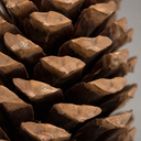 1048-Pinus-maritima-1-Stk--10-14-cm-Pinus-pinaster-Kiefernzapfen-Deko-Advent-Natur_5.png