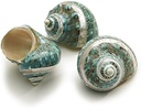 Turbo burgos, banded, poliert, Größe ca. 2