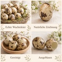 1085-60x-Wachteleier-Natur-ausgeblasen-gereinigt-Deko-Ostern-Fruehling-Basteln-DIY-_4.jpg