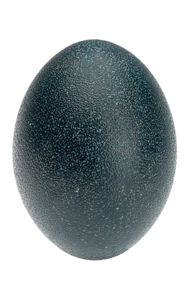 1086-Emuei-natur---Emu-Ei---Dromaius-novaehollandiae.jpg
