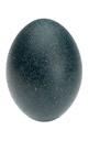 1086-Emuei-natur---Emu-Ei---Dromaius-novaehollandiae.jpg