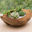 1121-Kokosnussschale-halbiert-Deko-Natur-Terrarium-Schale-Pflanzgefaess-Kokosschale_1.png