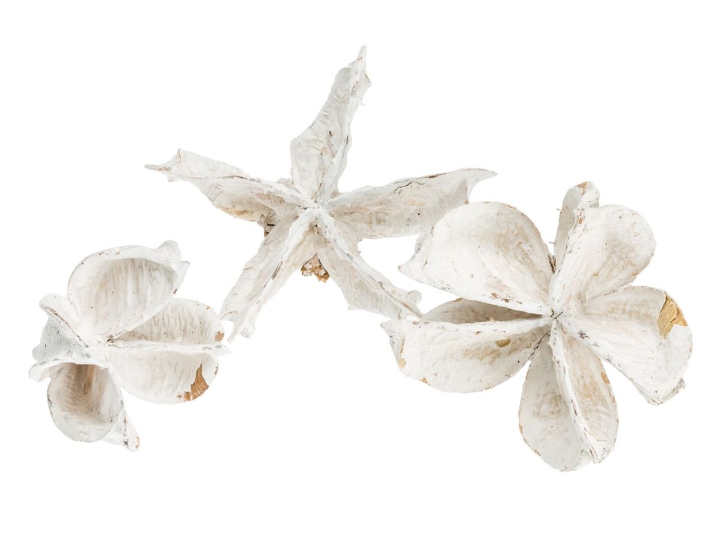 Baumwollknospen Weiß 250g – Cotton Pods  2