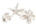 Baumwollknospen Weiß 250g – Cotton Pods  2