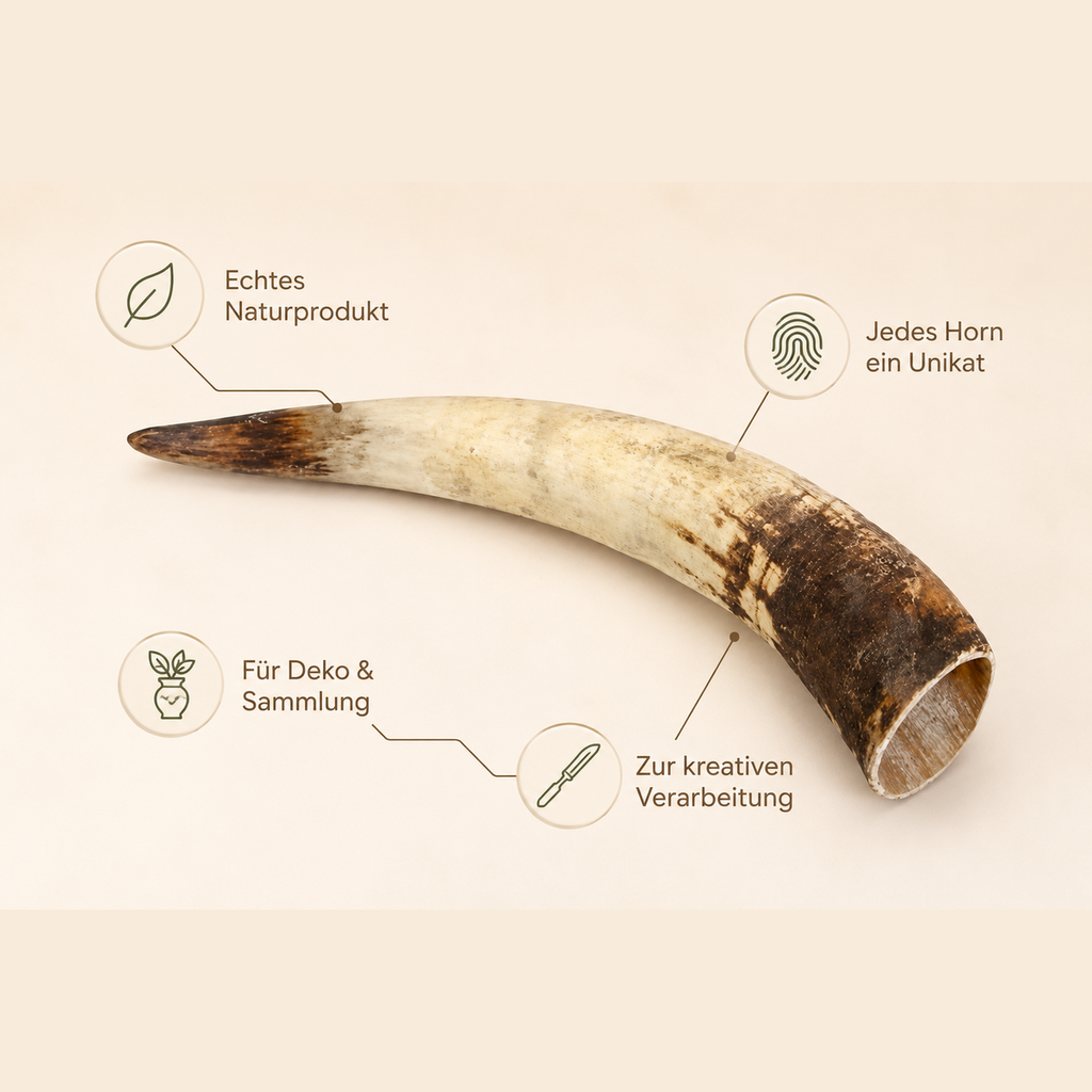 1252-Rinderhorn-natur-50-59-cm-Watussi-Horn-Kuhhorn-Stierhorn-Tierhorn-Afrika-Deko_3.png