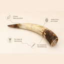 1252-Rinderhorn-natur-50-59-cm-Watussi-Horn-Kuhhorn-Stierhorn-Tierhorn-Afrika-Deko_3.png