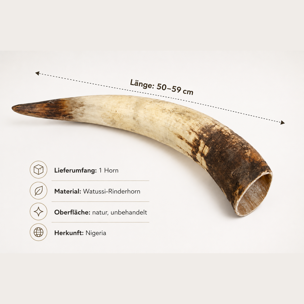 1252-Rinderhorn-natur-50-59-cm-Watussi-Horn-Kuhhorn-Stierhorn-Tierhorn-Afrika-Deko_6.png