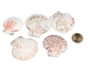 1341-Pecten-vexillum--0-5--kg--ca--4-6-cm--ca--60---70--Stk------Kleine-Kammmuschel--_2.jpg