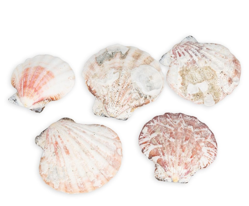 1341-Pecten-vexillum--0-5--kg--ca--4-6-cm--ca--60---70--Stk------Kleine-Kammmuschel--_3.jpg