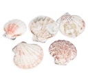 1341-Pecten-vexillum--0-5--kg--ca--4-6-cm--ca--60---70--Stk------Kleine-Kammmuschel--_3.jpg
