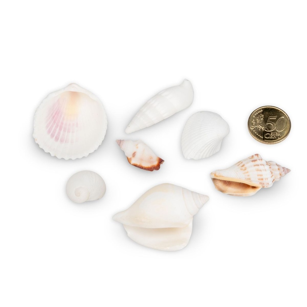 1345-Muschelmix-weiss-1-kg-1---6-cm-Deko-Muscheln-Schneckenhaeuser-maritime-Basteln-DIY_3.jpg