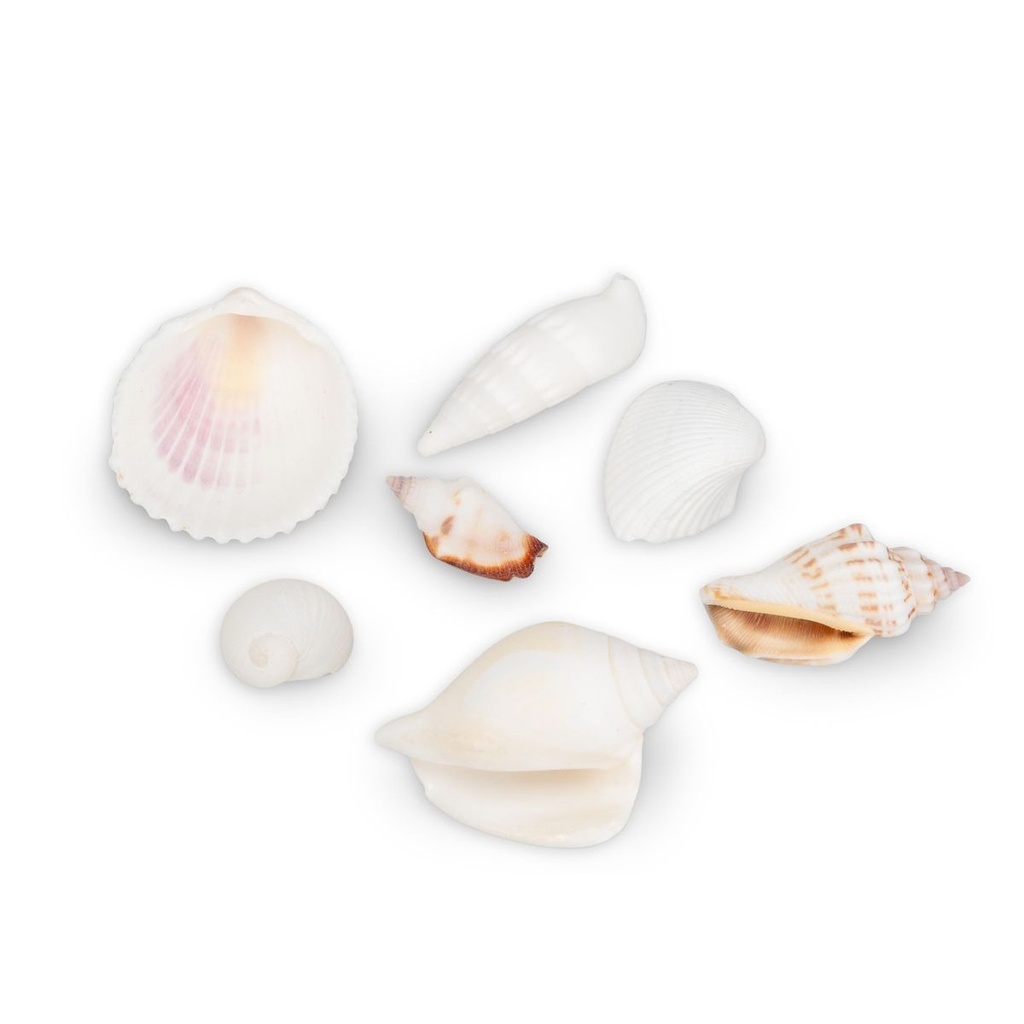 1345-Muschelmix-weiss-1-kg-1---6-cm-Deko-Muscheln-Schneckenhaeuser-maritime-Basteln-DIY_2.jpg