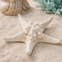 1350-Deko-Seestern-weiss-10---15---cm-----Echter-Noppen-Seestern-gebleicht---Protoreaster-nodosus-Naturprodukt-aus-dem-Indopazifik---Maritime-Dekoration-fuer-Tischdeko--Hochzeit--DIY-Bas_3.png