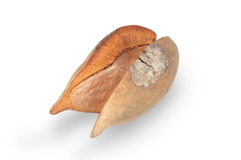 1417-Woody-Pear-Groesse-ca--7cm---Xylomelum-occidentale_2.jpg