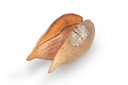 1417-Woody-Pear-Groesse-ca--7cm---Xylomelum-occidentale_2.jpg
