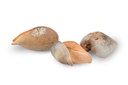 1417-Woody-Pear-Groesse-ca--7cm---Xylomelum-occidentale_3.jpg
