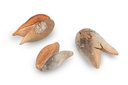 1417-Woody-Pear-Groesse-ca--7cm---Xylomelum-occidentale_4.jpg