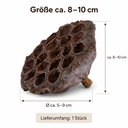 1432-Lotoskolben-1-Stk--gross-natur-8-10cm-Nelumbo-nucifera-Trockenblume-Floristik.png