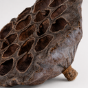 1432-Lotoskolben-1-Stk--gross-natur-8-10cm-Nelumbo-nucifera-Trockenblume-Floristik_2.png