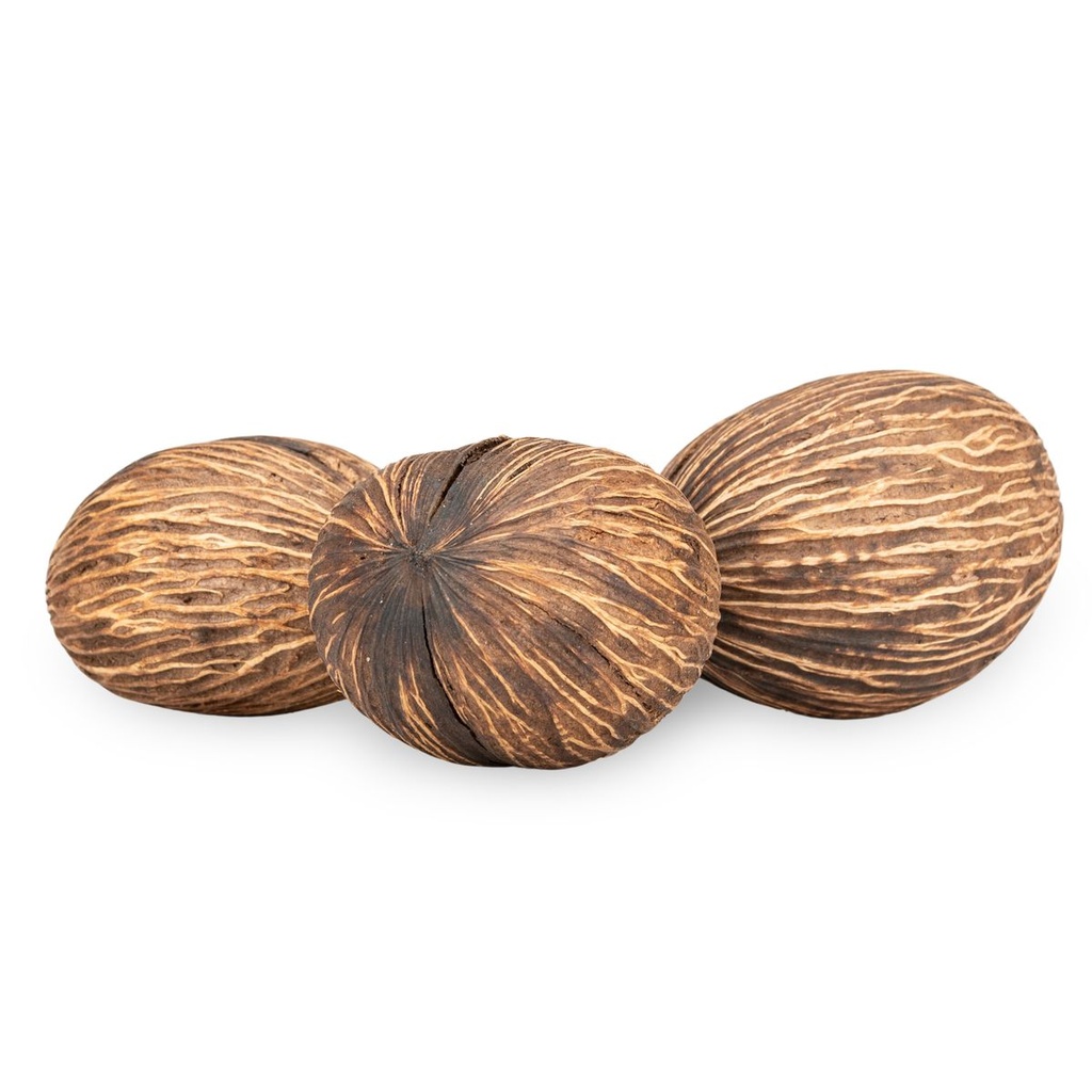1433-Mintola-Ball-natur-8-12cm-Cerbera-odollam-Dekofrucht-Schalen-Deko-Floristik_2.jpg