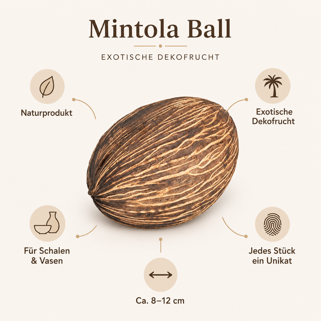 1433-Mintola-Ball-natur-8-12cm-Cerbera-odollam-Dekofrucht-Schalen-Deko-Floristik.png