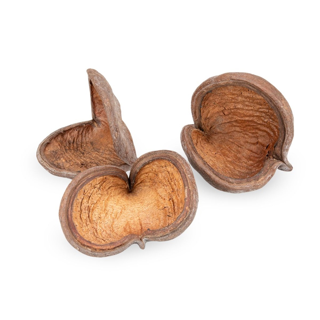 1441-Badam-Schote-Natur-8---12-cm-Sterculia-foetida-Herzfrucht-Terrarium-Deko-Schale_1.jpg