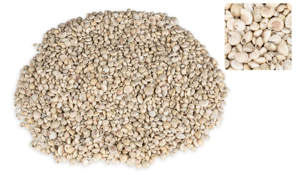 Umbonium vestiarium, Weiß, verpackt mit  2
