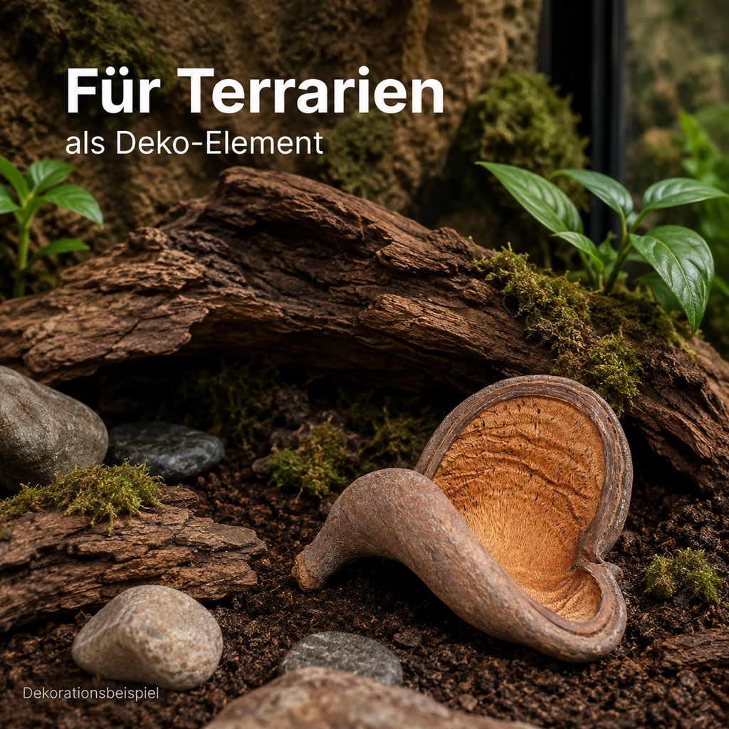 1441-Badam-Schote-Natur-8---12-cm-Sterculia-foetida-Herzfrucht-Terrarium-Deko-Schale_1.png