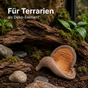 1441-Badam-Schote-Natur-8---12-cm-Sterculia-foetida-Herzfrucht-Terrarium-Deko-Schale_1.png