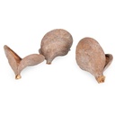 1441-Badam-Schote-Natur-8---12-cm-Sterculia-foetida-Herzfrucht-Terrarium-Deko-Schale_2.jpg