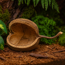1455-Buddhanuss-Natur-8---15---cm---Buddha-Nut-Deko-aus-Indien---Terrarium-und-Aquarium-Versteck_3.png