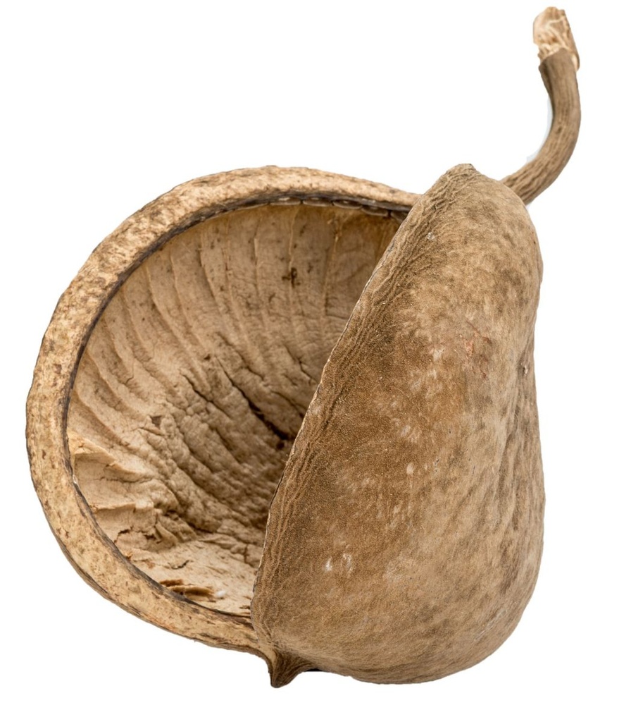 1455-Buddha-Nuss-in-Natur--Groesse-ca--8-15cm---Pterygota-alata-.jpg