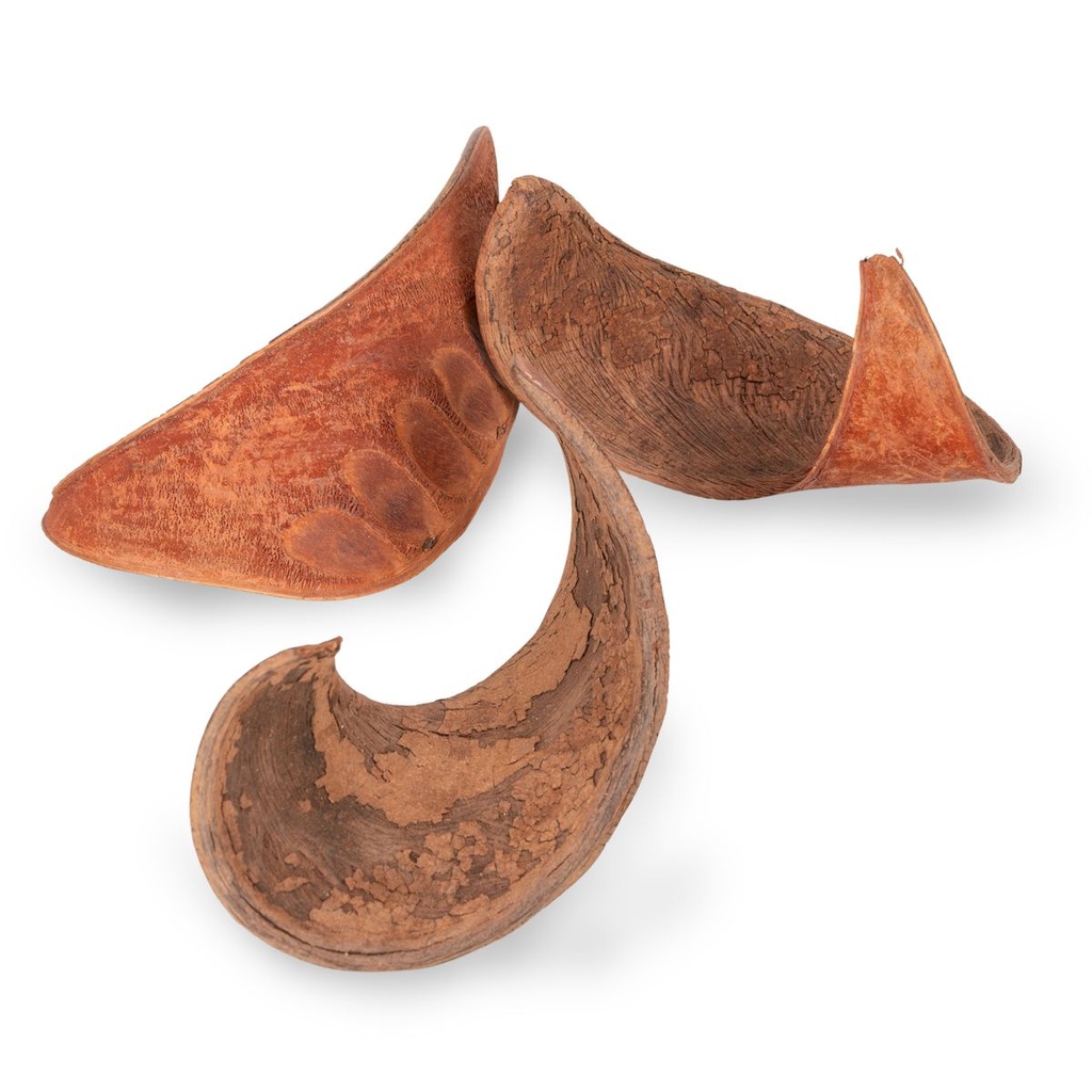 1526-Hornschote-Natur-Deko-10---12cm-----Xylia-xylocarpa-Samenkapsel-aus-Indien_3.jpg