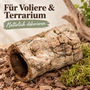 Hohle Korkröhre aus unbehandelter Rinde der Korkeiche als Versteck im Terrarium, auf Rindengrund neben einem Polster Moos