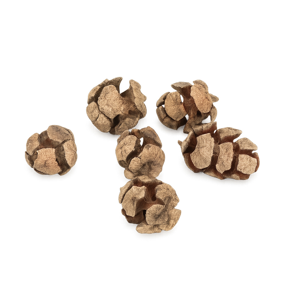 Zypressenzapfen Natur 0,5kg ca. 100 Stk  2