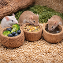 1562-Paranussschale-Natur-Deko-7---10cm-Terrarium-Pflanzschale-exotisch-unbehandelt_4.png