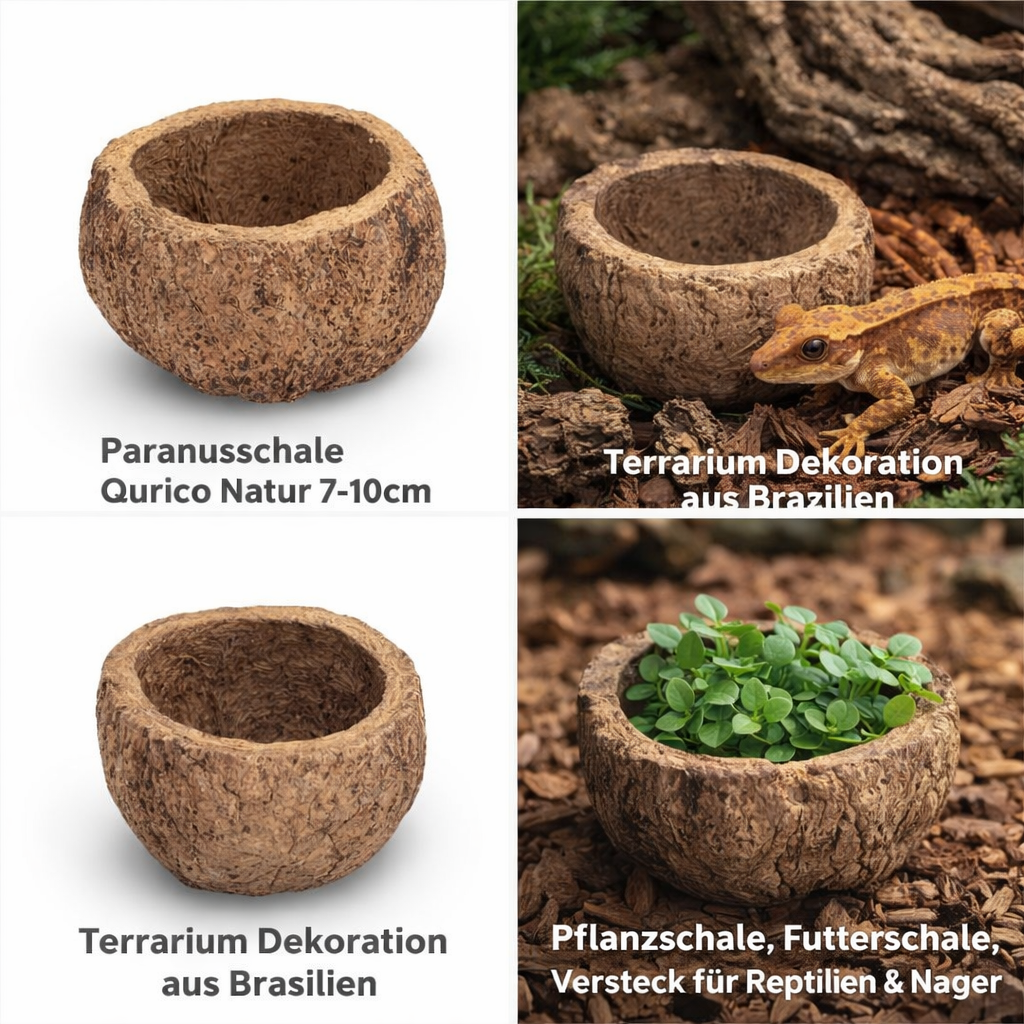 1562-Paranussschale-Natur-Deko-7---10cm-Terrarium-Pflanzschale-exotisch-unbehandelt_2.png