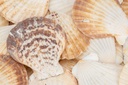 Pecten radula, 0,5 kg,  ca. 5-7 cm, ca.  2