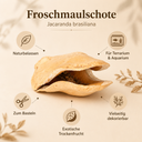 1652-Froschmaulschote-in-Natur--Groesse-ca-7-10cm---Jacaranda-brasiliana-_2.png
