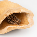 1652-Froschmaulschote-natur-7---10-cm-Jacaranda-brasiliana-Terrarium-Deko-Schote-DIY.png