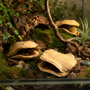 1652-Froschmaulschote-natur-7---10-cm-Jacaranda-brasiliana-Terrarium-Deko-Schote-DIY_1.png
