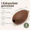 Kakaoschote getrocknet 10-15 cm, 1 Stück, Kakaofrucht ohne Bohnen – Maße