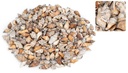 Canarium urceus, verpack 0,5 kg, Größe c 2