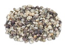 Nerita polita 1kg ca. 1-2cm 2