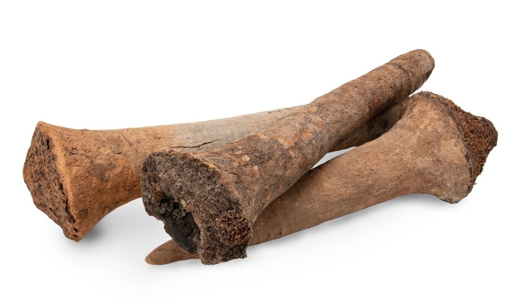 1753-Grasbaum-Wurzel-in-zwei-Groessen-waehlbar-30-60cm-und-60-120cm--Durchmesser-staerkste-Stelle-ca--15-25cm---Xanthorrhoea-_2.jpg