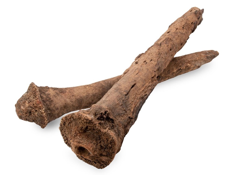 1753-Grasbaum-Wurzel-in-zwei-Groessen-waehlbar-30-60cm-und-60-120cm--Durchmesser-staerkste-Stelle-ca--15-25cm---Xanthorrhoea-_3.jpg