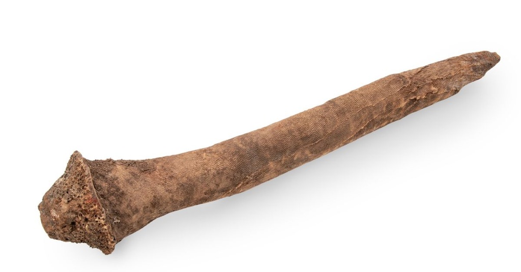 1753-Grasbaum-Wurzel-in-zwei-Groessen-waehlbar-30-60cm-und-60-120cm--Durchmesser-staerkste-Stelle-ca--15-25cm---Xanthorrhoea-_5.jpg