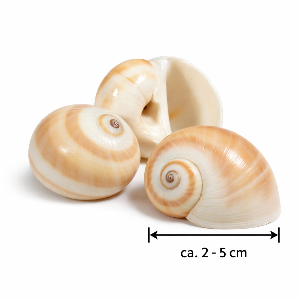 Schnecke Mattukan 1 kg, 2–5 cm, ca. 150  2